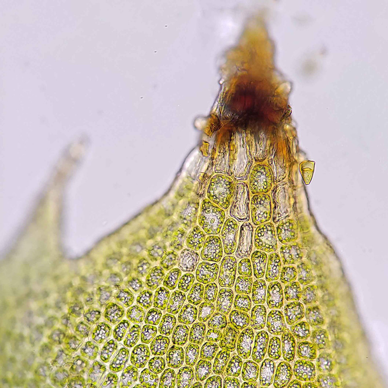 Tritomaria exsectiformis